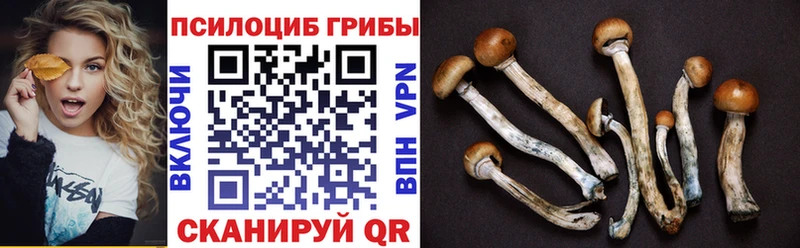 Псилоцибиновые грибы Psilocybe  Высоцк 